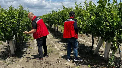 Manisa’da doğa felaketi: Üreticinin umudu dolu ve sel sularına karıştı