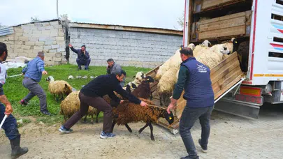 Erzincan’da yayla mesaisi: İnatçı koyunlar ve eşekler besicilere ter döktürdü