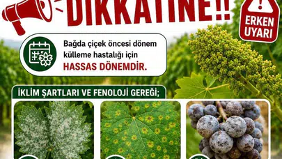 Sarıgöl'de bağcılar için kritik gün: Verim kaybı yaşamamak için bu tarihlere dikkat