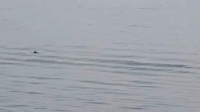 Marmara'nın maviliğinde sürpriz karşılaşma: Tekne gezintisini unutulmaz kıldı