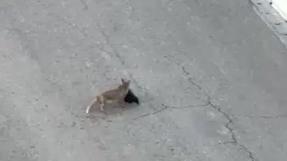 Avını kapan tilkiyi durdurmaya çalıştı: O anlar sosyal medyayı salladı
