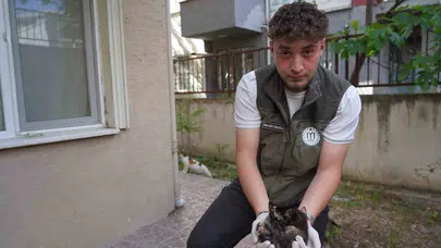 Anne kedi çaresizce başlarında bekledi: Mazgala düşen yavruların imdadına belediye yetişti