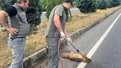 Yol kenarında can çekişiyordu: Ekipler seferber oldu, yaralı çakal hayata tutundu