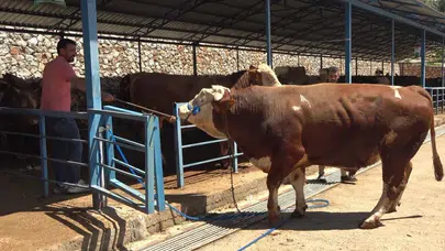 Alanya’da kurban heyecanı: 1 ton 200 kiloluk dev dana pazarın rekoruna imza attı
