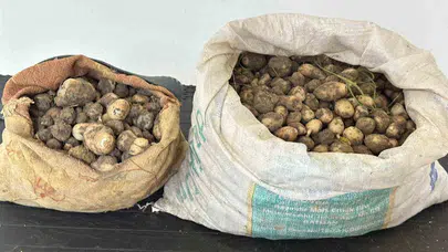Doğayı talan etmenin bedeli ağır oldu: 31 kilo salep soğanı için servet değerinde ceza