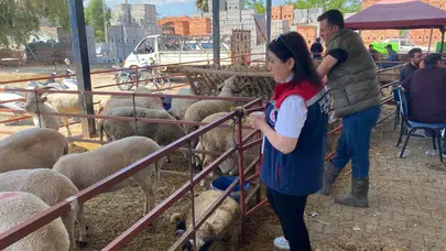 Aydın’da kurban mesaisi başladı: Ekipler 7/24 sahada olacak