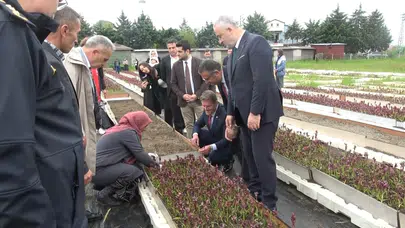 Doğanın altın değerindeki bitkisi artık tarlalarda: Samsun'da salep bereketi yaşanıyor