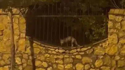 Elazığ’da şaşkına çeviren anlar: Mahalle ortasında avını böyle kaptı