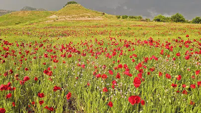 Doğa tutkunları Şırnak’ta buluştu: Kırmızıya bürünen ova ziyaretçi akınına uğruyor