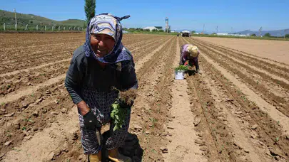 Meydanlar doldu taştı ama onların tek derdi ekmek parası: 1 Mayıs’ı tarlada karşıladılar
