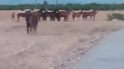 Malatya’da hareketli dakikalar: Çiftlikten firar eden atlar trafiği birbirine kattı