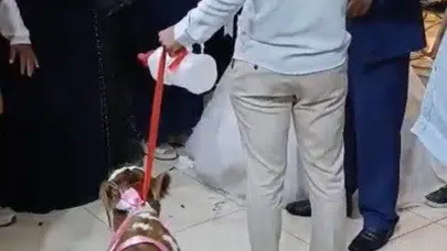 Altın fiyatlarına inat düğünde sıra dışı hediye: Takı merasiminde buzağı sürprizi