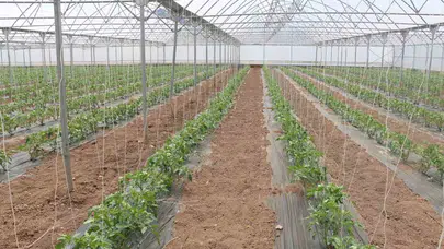 Toprağın bereketi Erzincan’da katlanıyor: Bir sezonda üç kez hasat heyecanı