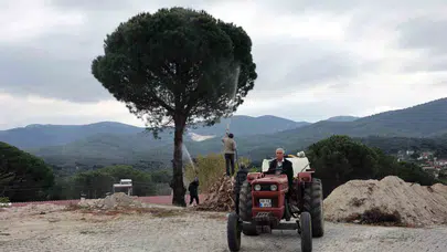 Muğla’da çam fıstığı üreticisinin yüzü gülüyor: Doğal yöntemlerle verim seferberliği