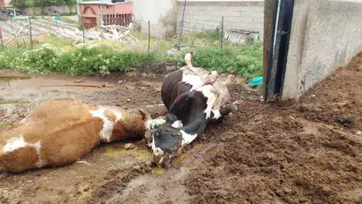 Niğde’de korkutan doğa olayı: Bir anda yere yığıldılar