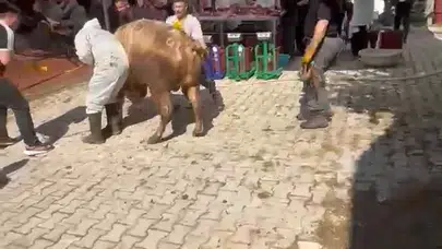 Kurban kesim alanında saniyeler süren panik: Tosun görevliyi böyle savurdu