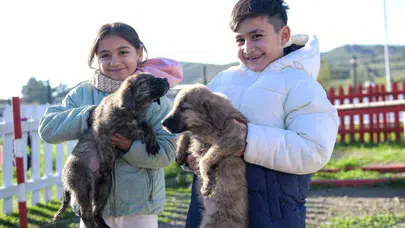 Sokak dostları için dev yatırım: Dikili'de 24 bin metrekarelik yaşam alanı yükseliyor
