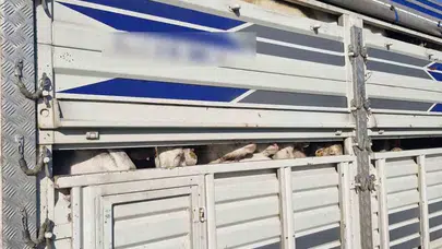 Kurban Bayramı öncesi TEM'de sıkı takip: 126 kaçak hayvana el konuldu, sürücülere ağır fatura kesildi