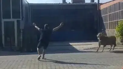 Gelibolu'da kurbanlık koç firarı: Sanayi sitesinde nefes kesen takip