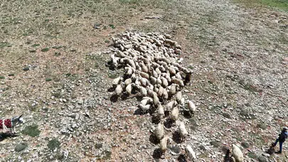Baharın müjdecisi meralara yansıdı: Malatya’da 400 küçükbaş hayvan doğaya salındı