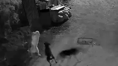 Kastamonu'da dehşet anları: Köy meydanında köpeği parçalayıp ormana kaçırdılar