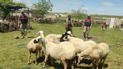 Kurban Bayramı öncesi büyük panik: Jandarma havadan taradı, kayıp sürüyü saniyeler içinde buldu