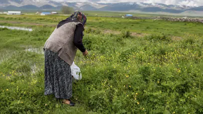 Doğanın bereketi mutfaklara taşınıyor: Ağrı’da kadınların şifalı ot mesaisi başladı