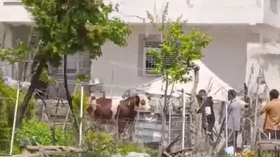 Kurbanlık firarda: Adıyaman sokaklarında nefes kesen operasyon