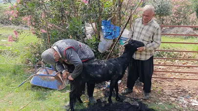Kozan’da bahar mesaisi: Üreticiler keçilerini yaza hazırlıyor