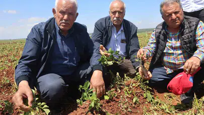 Amik Ovası'nda kabus dolu 10 dakika: Hasada günler kala emekler buz kütleleriyle yok oldu