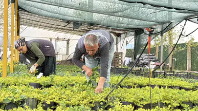 Edremit'te susuzluğa meydan okuyan peyzaj devrimi: Çiçekler artık belediyenin kendi seralarından