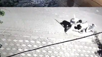 Manisa'da sokak ortasında dehşet: Üniversiteli genci 6 yerinden bıçakladılar