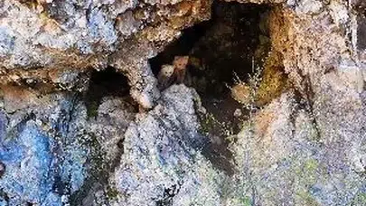 Artvin'in vahşi doğasında şaşırtan anlar: Anne ayı ve yavrularının gizli dünyası görüntülendi