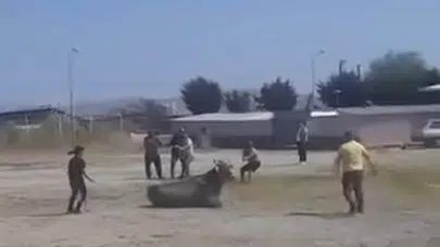 Gönen'de pazar yeri karıştı: İpini koparan inek araçları hurdaya çevirdi