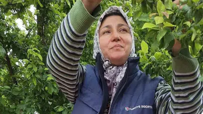Manisa'da toprak bereketi sofralara taştı: Sarıgöl'de meyve hasadı yüzleri güldürüyor