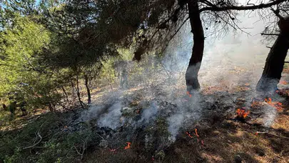 Bilecik'te ormanlık alanda korkutan dumanlar: Jandarma fark etti, facia önlendi