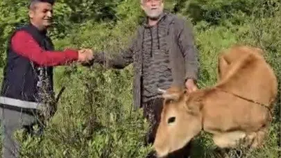 Ölümle burun buruna gelen düve için nefes kesen kurtarma: 10 metrelik uçurumdan sağ çıkarıldı