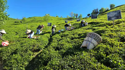 Rize’de yeşil altın bereketi: Hasat şenliğiyle sezona merhaba dediler