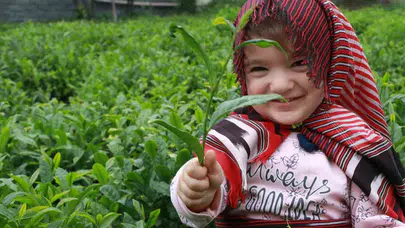 Çay üreticisine müjdeli haber: 2026 yaş çay taban fiyatı belli oldu