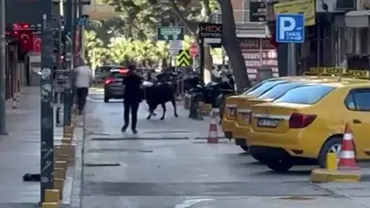 Küçükpark'ta kurbanlık paniği: Kaçan dana trafiği birbirine kattı