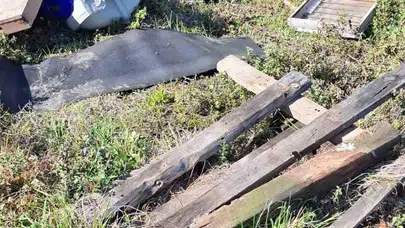 Zonguldak'ta arıcıların kabusu: Kovanlar ayıların ziyafet sofrasına döndü