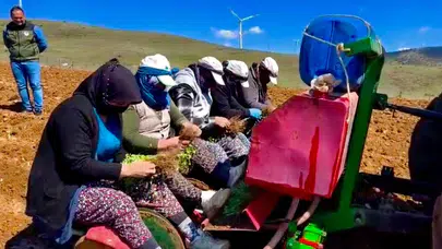 Kıraç topraklara bereket geldi: Dinar’da atıl araziler kekik kokacak