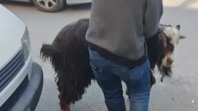 Kurban Bayramı öncesi Amasya sokaklarında aksiyon dolu anlar: Firari keçi trafiği birbirine kattı
