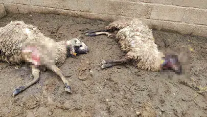 Kurban bayramı öncesi kabusu yaşadı: 300 hayvanın olduğu ağıla kurt girdi