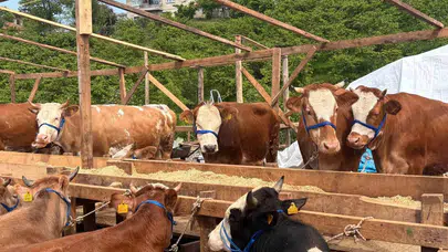 Kurban pazarında "inat" düellosu: 1 tonluk Paşa ilgi odağı oldu