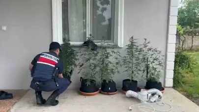 Düzce’de evini laboratuvara çevirmiş: İklimlendirme sistemi kurup kenevir yetiştirmiş