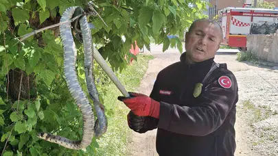 Kırıkkale'de nefes kesen kurtarma operasyonu: Yuvadaki yavrular son anda kurtarıldı