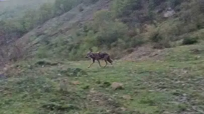 Doğanın dengesi bozuldu: Köy meydanında çakal paniği