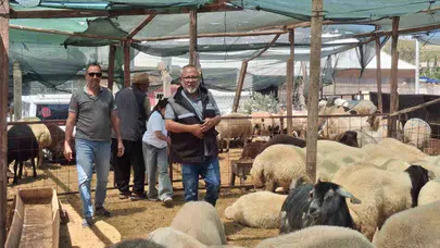 Didim'de bayram bereketi: Kurban pazarı kuruldu, fiyatlar belli oldu