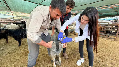 Kepez’de bayram mesaisi: Kurbanlıklar sıkı takipte, kesim noktaları hazır